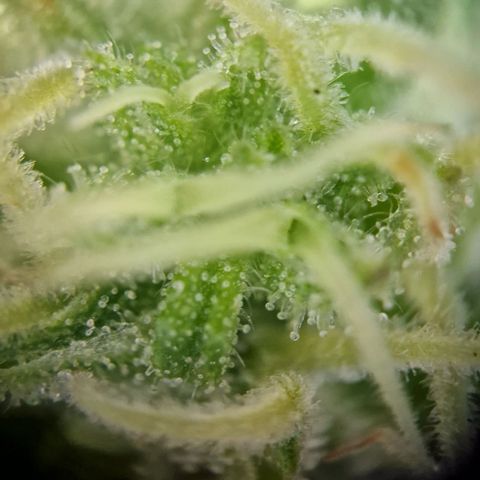 #1 Purple Skunk Automatic growlog timeline photo