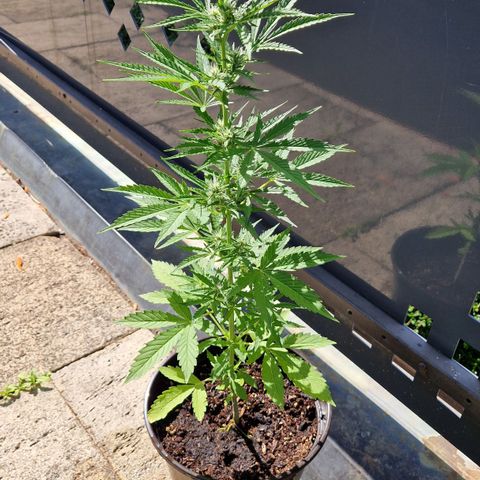 #3 Sticky Orange XXL Automatic growlog timeline photo