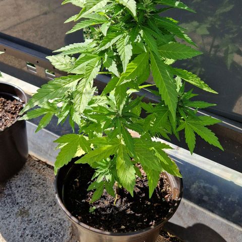 #2 Sensi Amnesia XXL Automatic growlog timeline photo