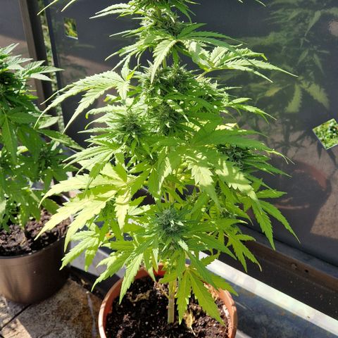#1 Purple Skunk Automatic growlog timeline photo