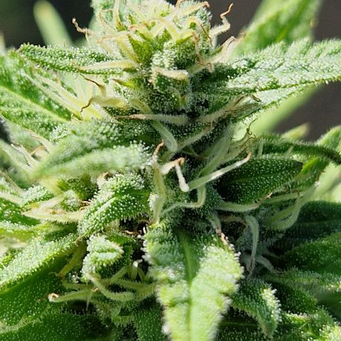 #1 Purple Skunk Automatic growlog timeline photo