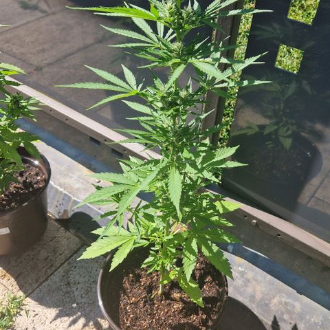 #3 Sticky Orange XXL Automatic growlog timeline photo
