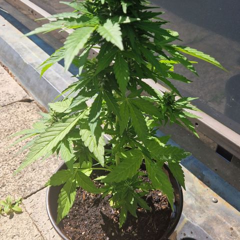 #2 Sensi Amnesia XXL Automatic growlog timeline photo