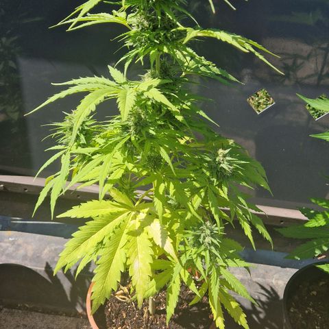 #1 Purple Skunk Automatic growlog timeline photo