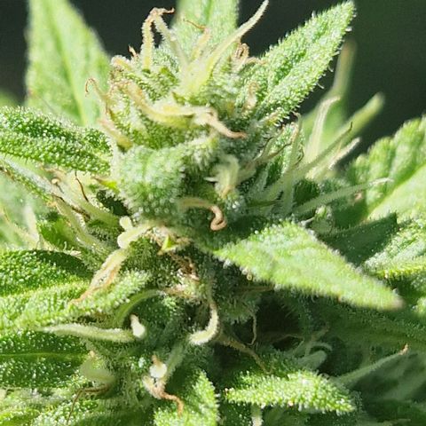 #1 Purple Skunk Automatic growlog timeline photo