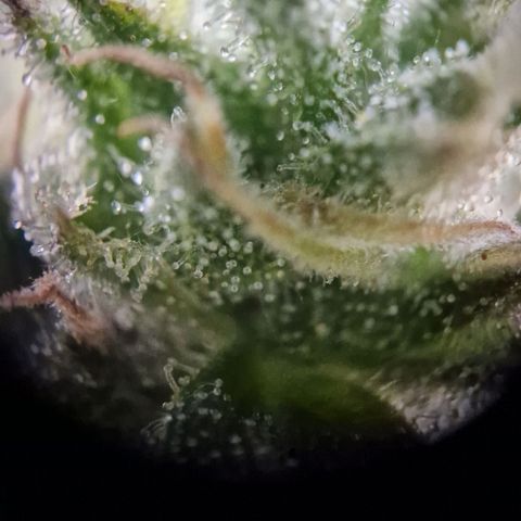 #1 Purple Skunk Automatic growlog timeline photo