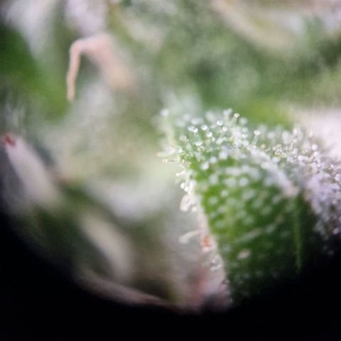 #1 Purple Skunk Automatic growlog timeline photo