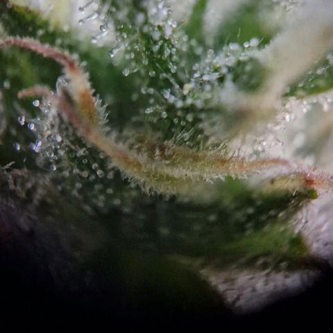 #1 Purple Skunk Automatic growlog timeline photo