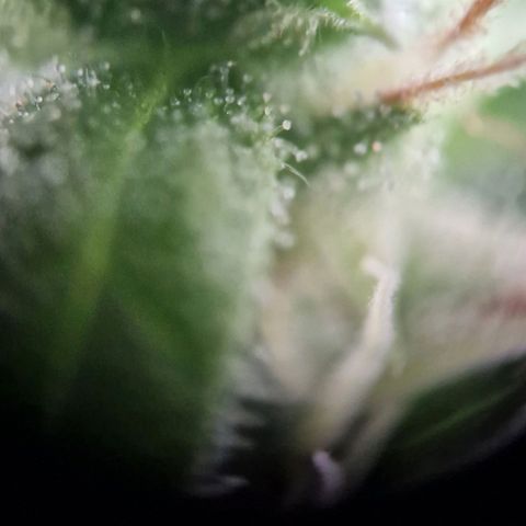 #1 Purple Skunk Automatic growlog timeline photo