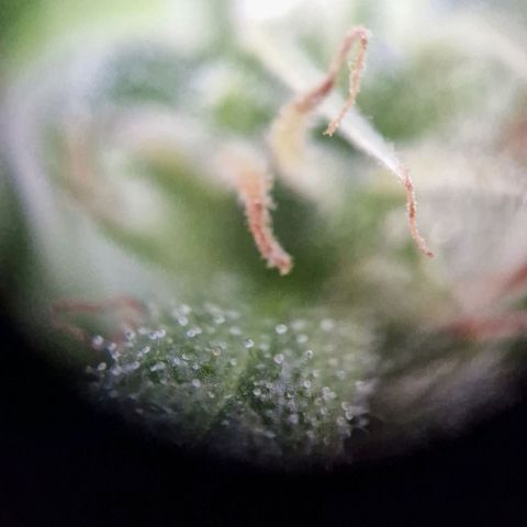 #1 Purple Skunk Automatic growlog timeline photo