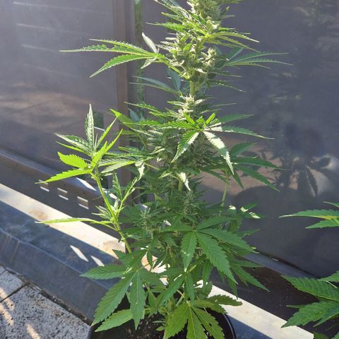 #3 Sticky Orange XXL Automatic growlog timeline photo