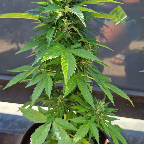 #2 Sensi Amnesia XXL Automatic growlog timeline photo