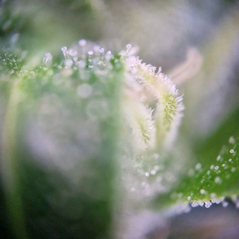 #2 Sensi Amnesia XXL Automatic growlog timeline photo