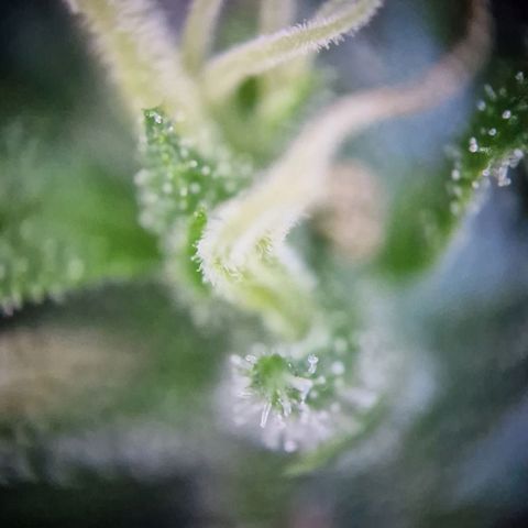 #2 Sensi Amnesia XXL Automatic growlog timeline photo