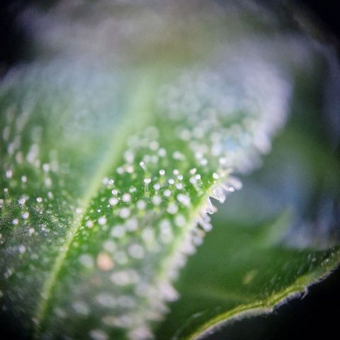 #2 Sensi Amnesia XXL Automatic growlog timeline photo