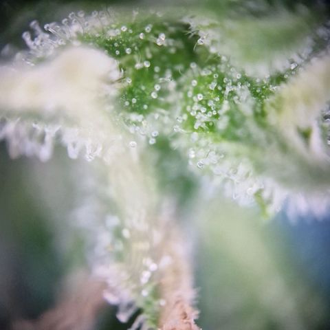 #2 Sensi Amnesia XXL Automatic growlog timeline photo
