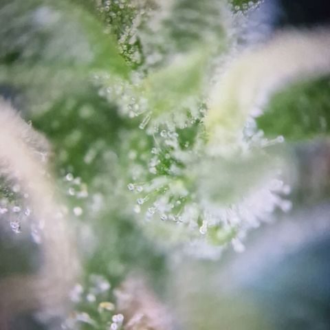 #2 Sensi Amnesia XXL Automatic growlog timeline photo