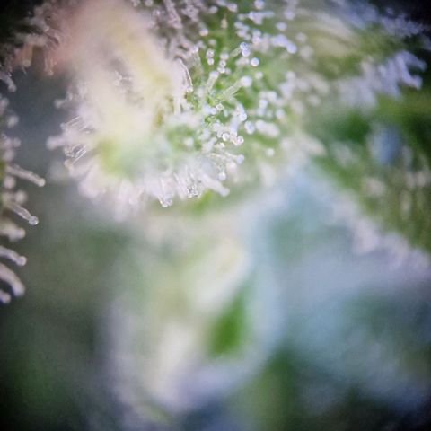 #3 Sticky Orange XXL Automatic growlog timeline photo