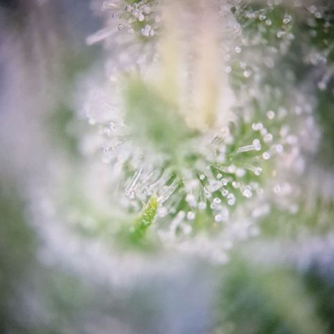 #3 Sticky Orange XXL Automatic growlog timeline photo