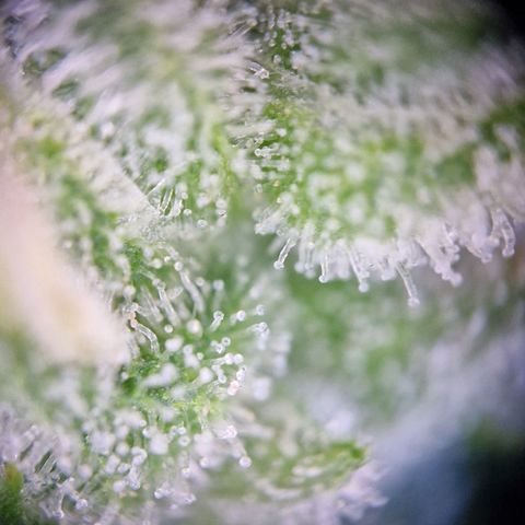 #3 Sticky Orange XXL Automatic growlog timeline photo