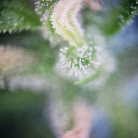 #2 Sensi Amnesia XXL Automatic growlog timeline photo