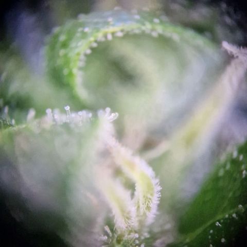 #2 Sensi Amnesia XXL Automatic growlog timeline photo