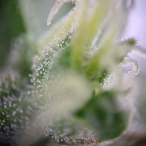 #2 Sensi Amnesia XXL Automatic growlog timeline photo