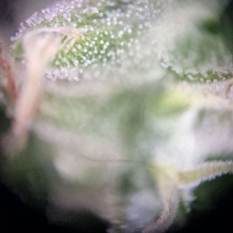 #2 Sensi Amnesia XXL Automatic growlog timeline photo