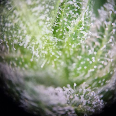 #2 Sensi Amnesia XXL Automatic growlog timeline photo