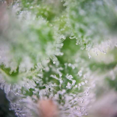 #2 Sensi Amnesia XXL Automatic growlog timeline photo