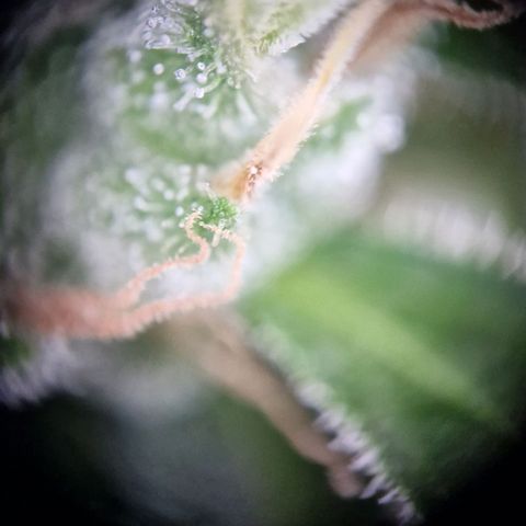 #2 Sensi Amnesia XXL Automatic growlog timeline photo