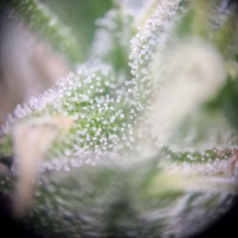 #2 Sensi Amnesia XXL Automatic growlog timeline photo