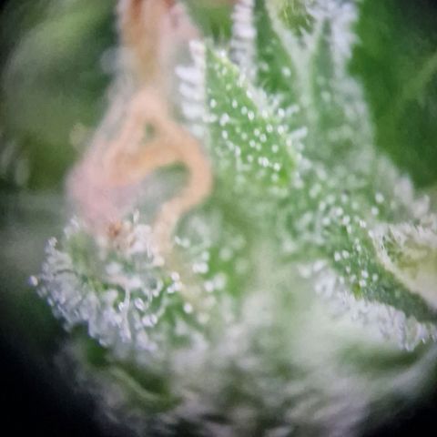 #2 Sensi Amnesia XXL Automatic growlog timeline photo