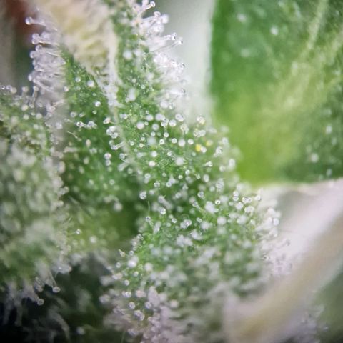 #2 Sensi Amnesia XXL Automatic growlog timeline photo