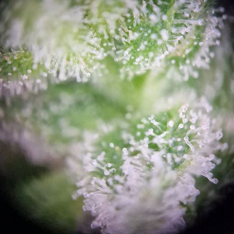 #2 Sensi Amnesia XXL Automatic growlog timeline photo