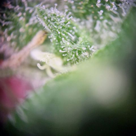 #2 Sensi Amnesia XXL Automatic growlog timeline photo