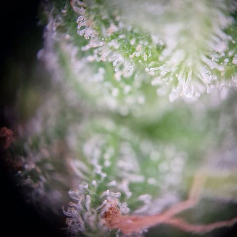 #2 Sensi Amnesia XXL Automatic growlog timeline photo