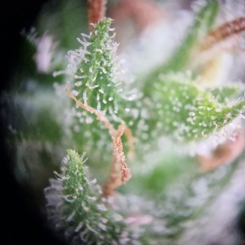 #2 Sensi Amnesia XXL Automatic growlog timeline photo