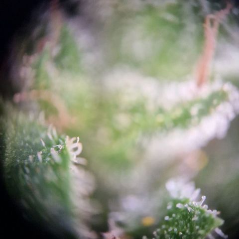 #2 Sensi Amnesia XXL Automatic growlog timeline photo