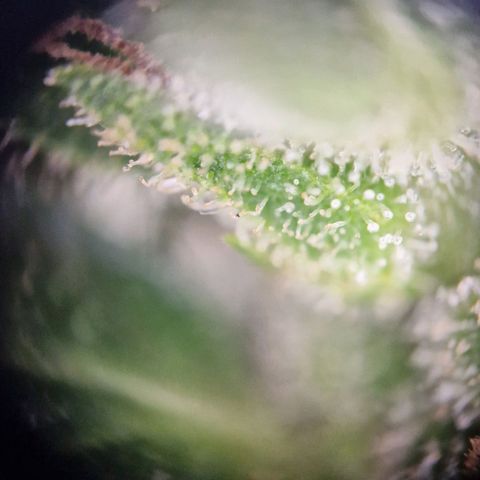 #2 Sensi Amnesia XXL Automatic growlog timeline photo