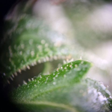 #2 Sensi Amnesia XXL Automatic growlog timeline photo