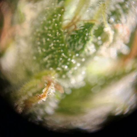 #3 Sticky Orange XXL Automatic growlog timeline photo