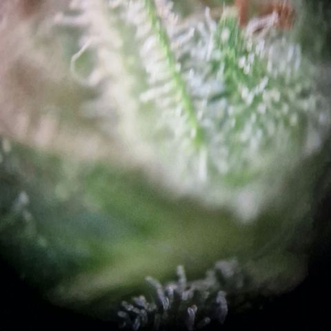 #3 Sticky Orange XXL Automatic growlog timeline photo
