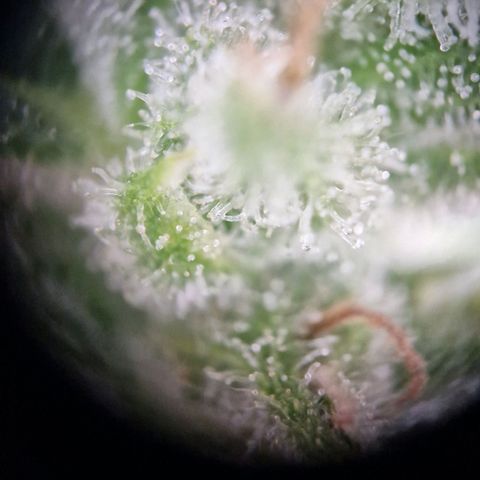#3 Sticky Orange XXL Automatic growlog timeline photo