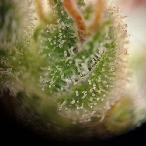 #3 Sticky Orange XXL Automatic growlog timeline photo