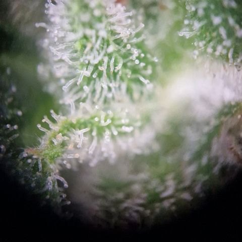 #3 Sticky Orange XXL Automatic growlog timeline photo
