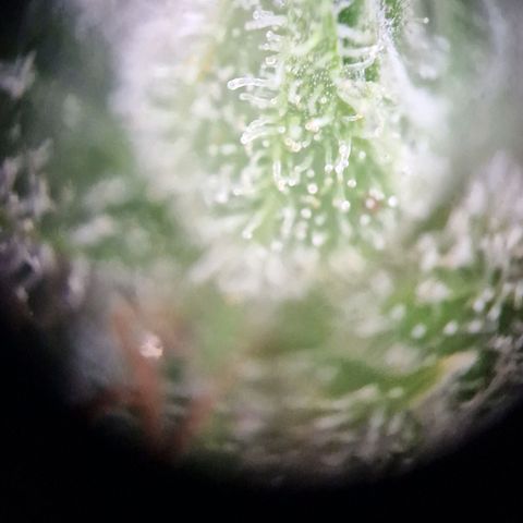#3 Sticky Orange XXL Automatic growlog timeline photo