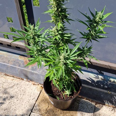 #3 Sticky Orange XXL Automatic growlog timeline photo