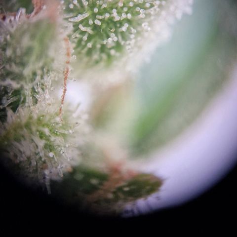 #3 Sticky Orange XXL Automatic growlog timeline photo