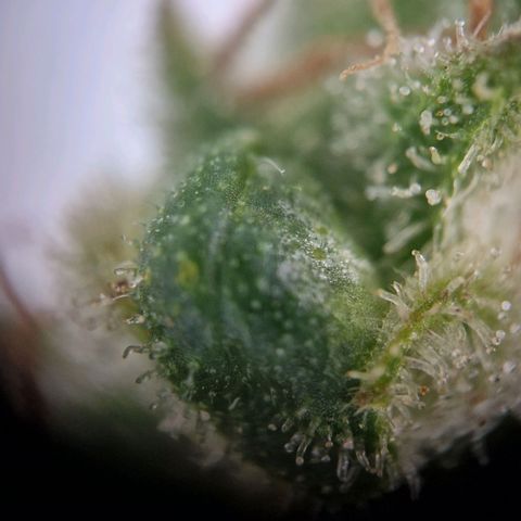 #3 Sticky Orange XXL Automatic growlog timeline photo